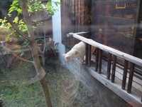 猫ちゃん.jpg